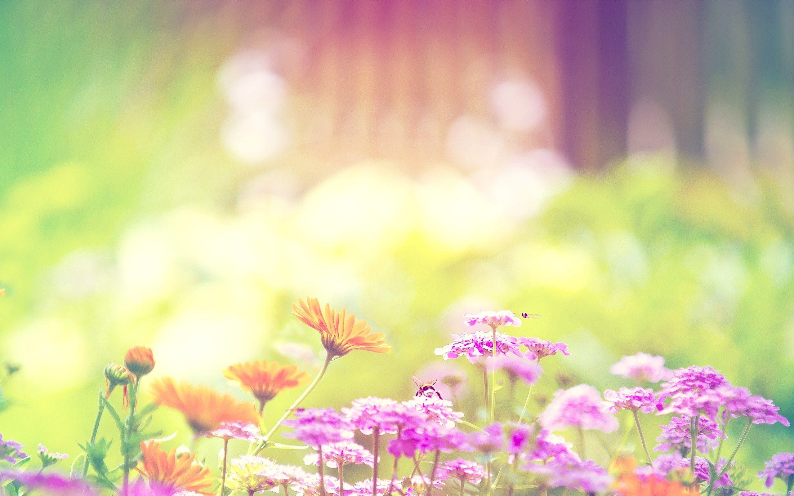 Summer Flowers Wallpapers - Top Free Summer Flowers Backgrounds