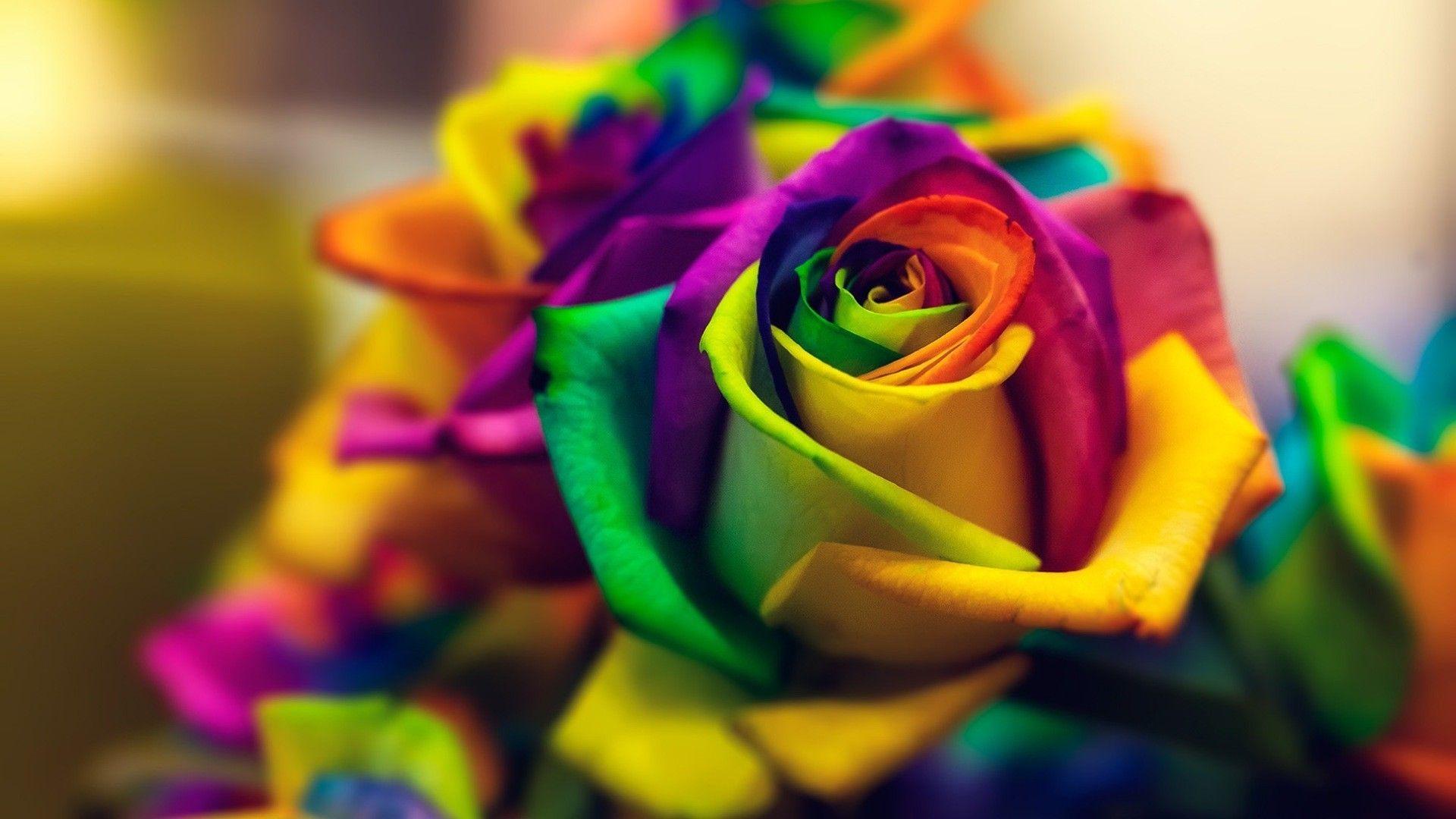 Download Rainbow Flower Iphone Pink Roses Wallpaper  Wallpaperscom
