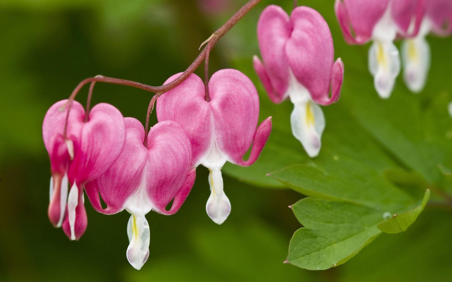 1920x1200 Exotic Flowers Wallpaper