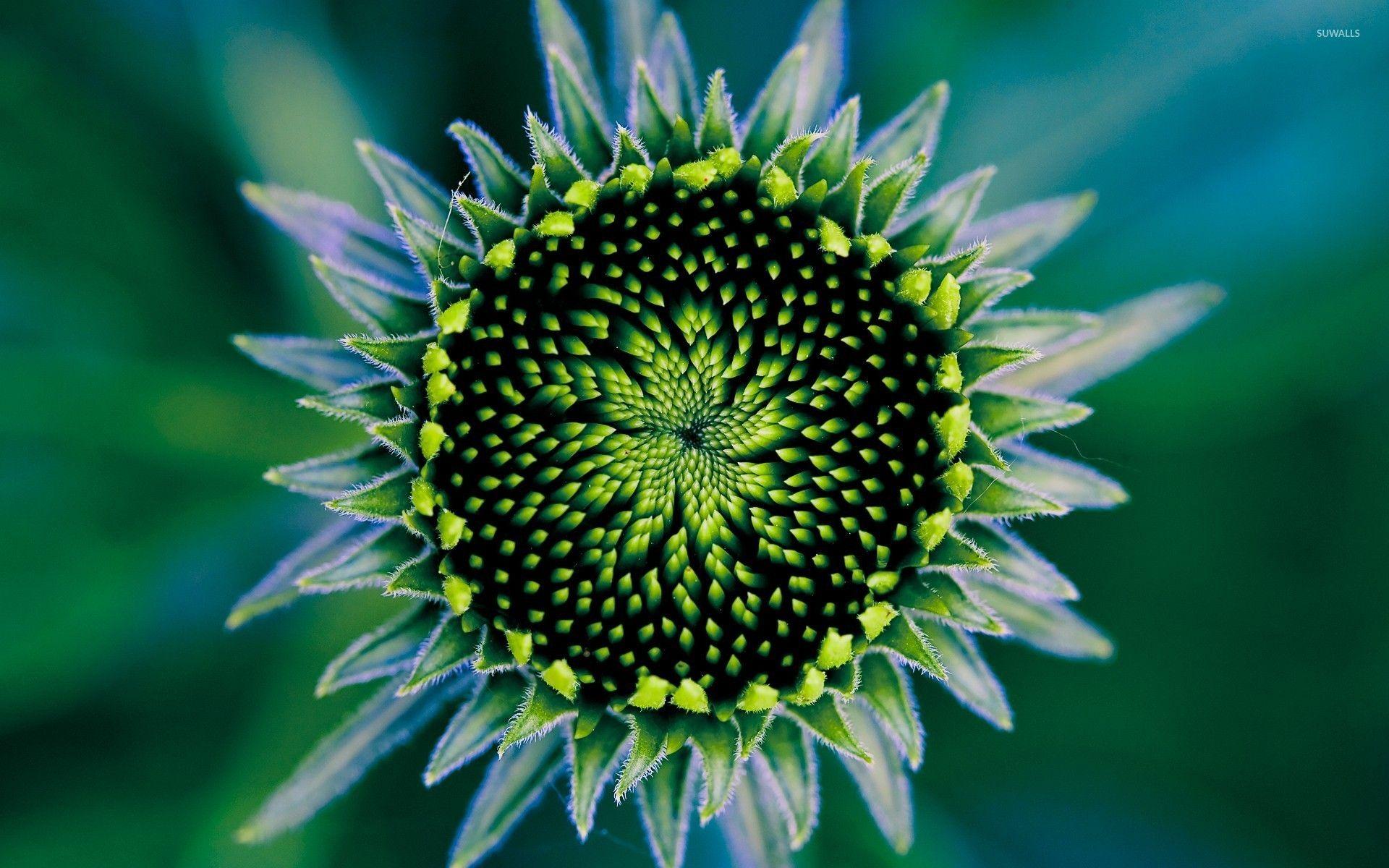 1920x1200 Exotic flower [3] wallpaper wallpaper