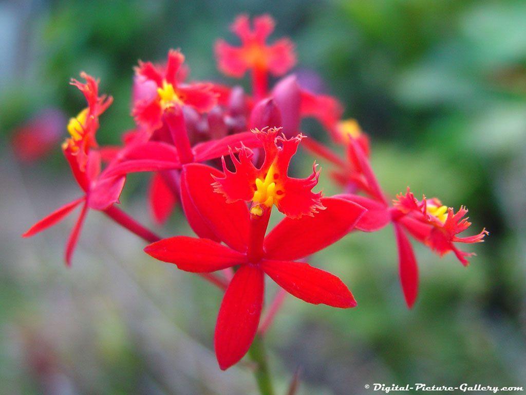 1024x768 Desktop Flower Wallpaper Flower Wallpaper
