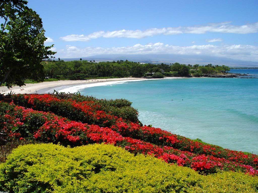 1024x768 Flower beach Wallpaper Wallpaper 27087. baby room