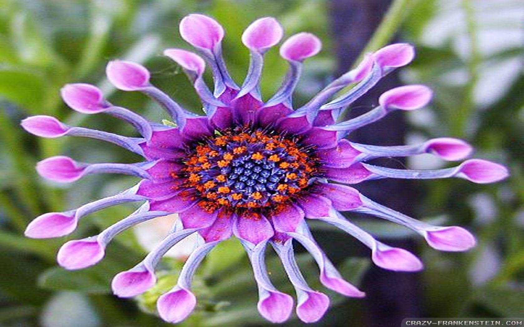1680x1050 Exotic Flowers wallpaperx1050