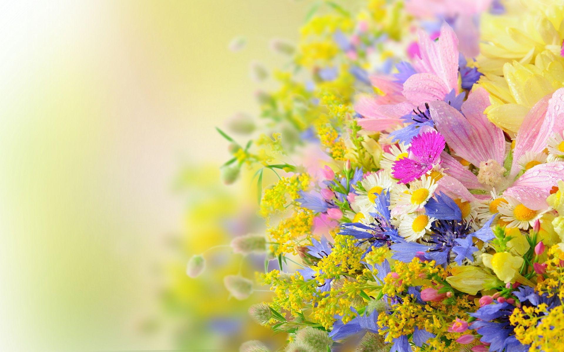 1920x1200 Nền hoa mùa hè - Hình nền hoa mùa hè HD