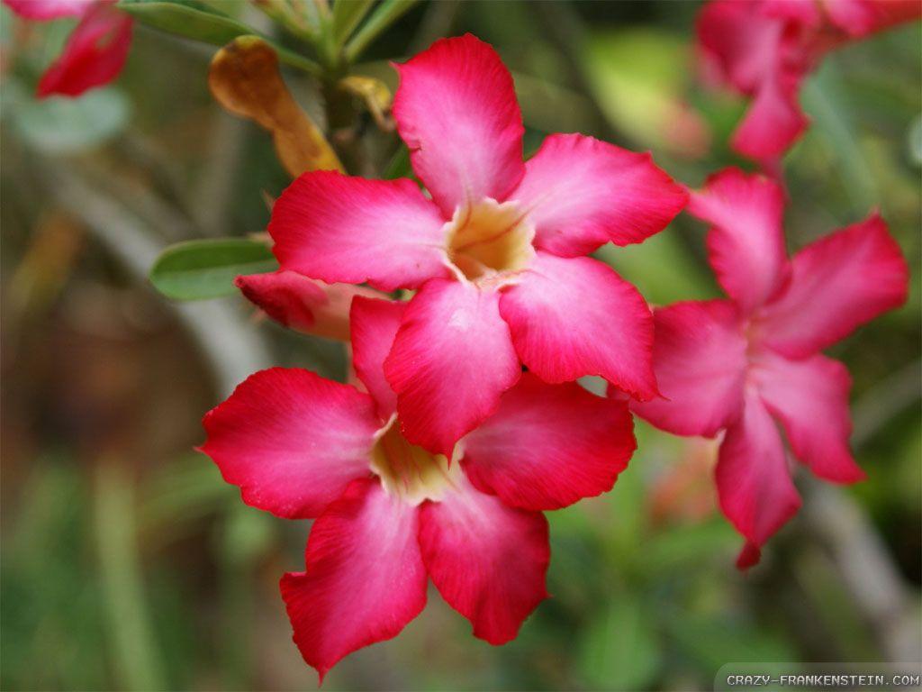 1024x768 Exotic Flowers wallpaperx768
