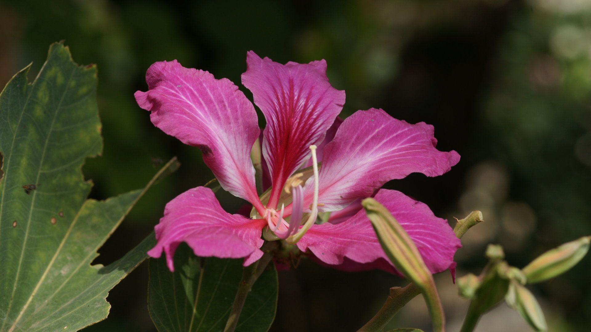 1920x1080 Tropical Flowers Wallpaper