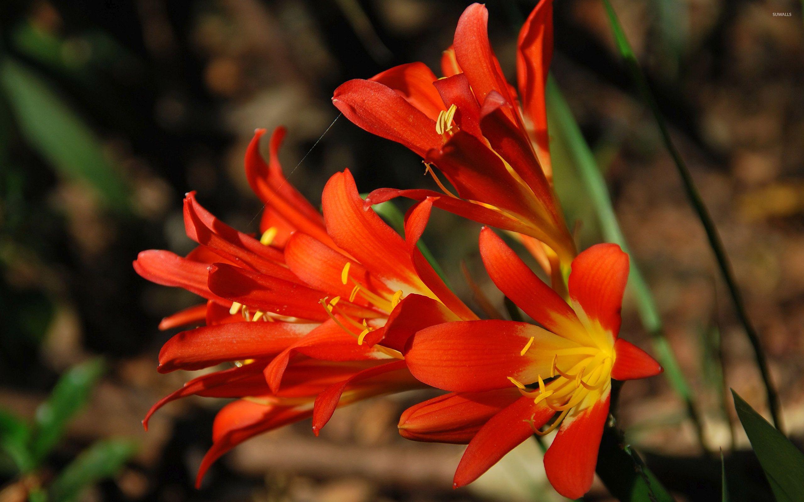 2560x1600 Exotic flower [2] wallpaper wallpaper