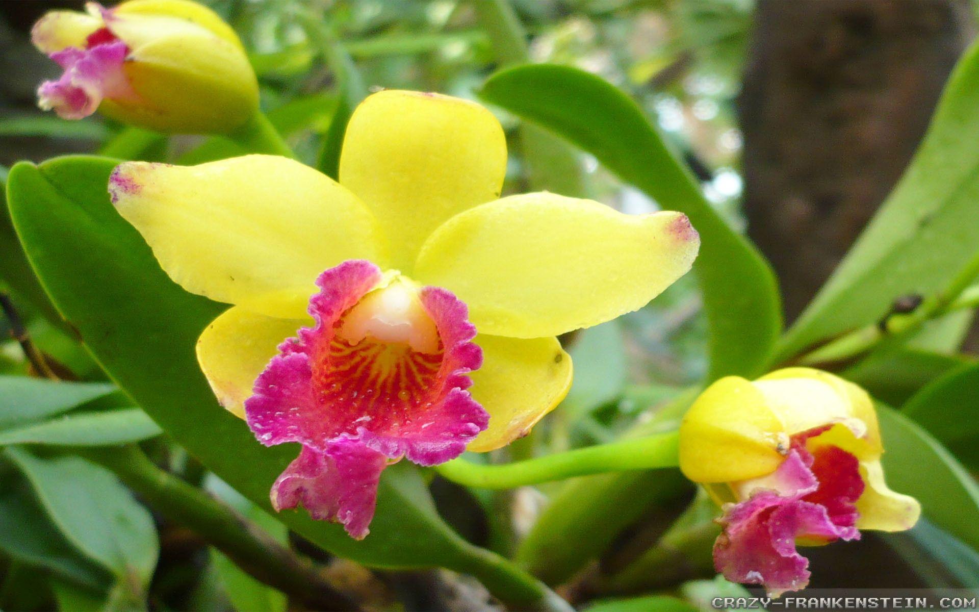 1920x1200 Exotic Flowers Wallpaper