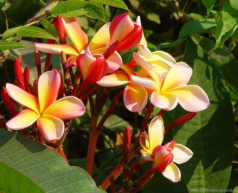 984x800 Hawaiian Flower, Exotic Flowers, Wallpaper, Computer Desktop