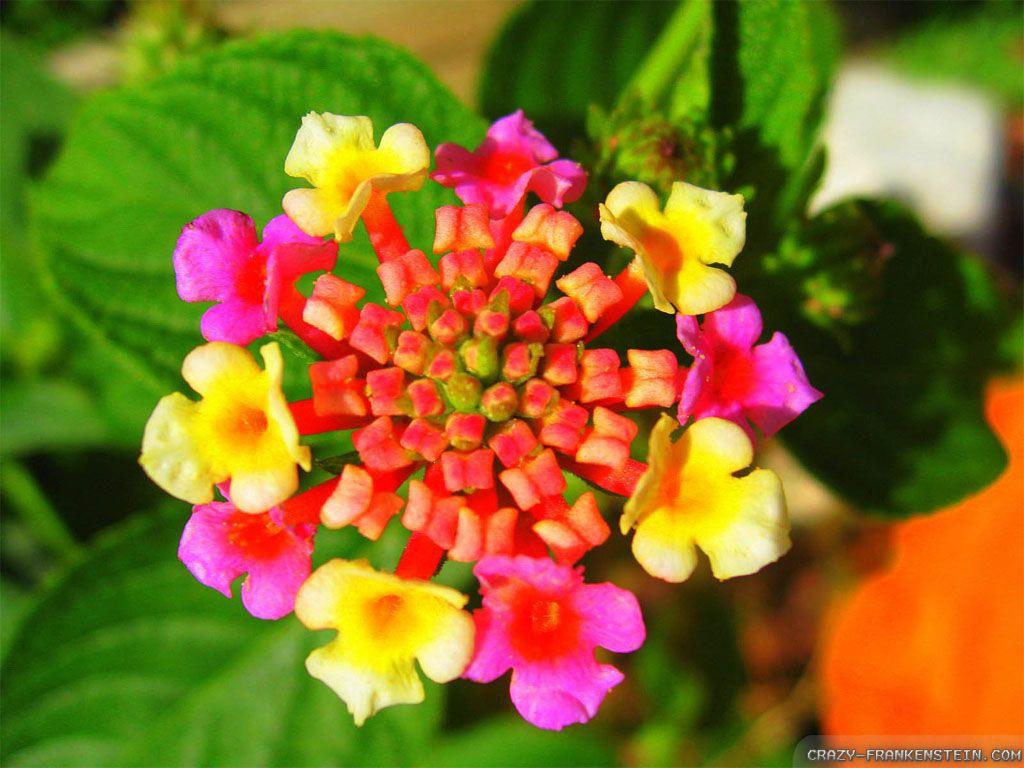 1024x768 Beautiful Exotic Flowers wallpaperx768
