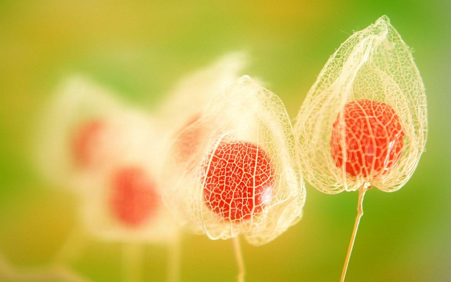 1440x900 Exotic Flowers 15093 1440x900px