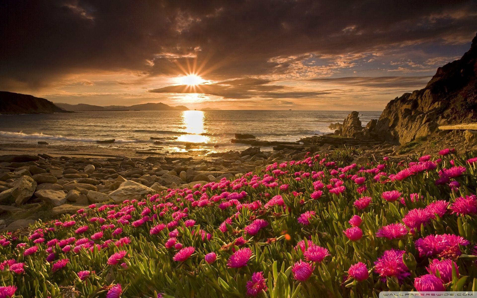 1920x1200 Flower and Beach Wallpaper