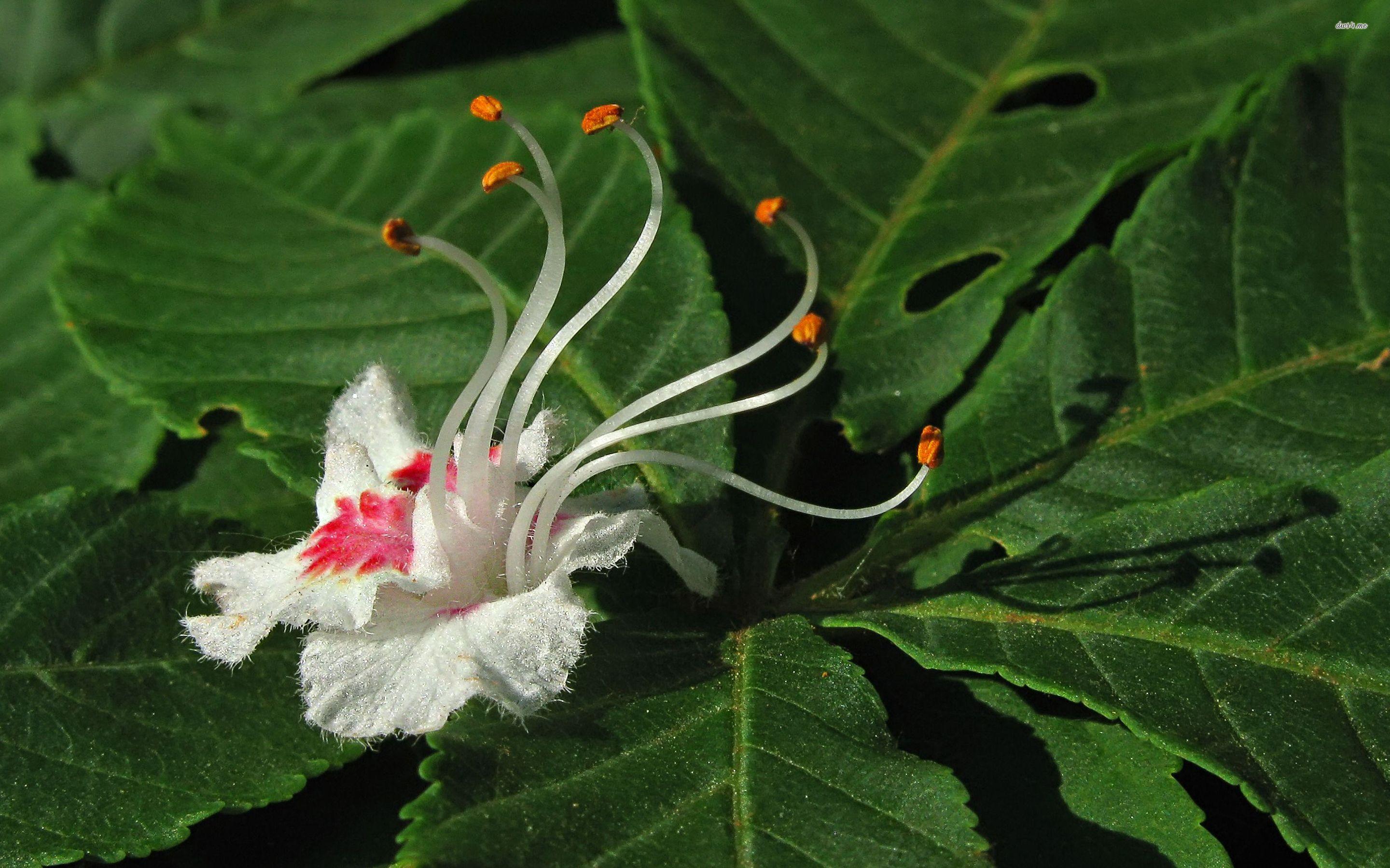 2880x1800 Exotic flower wallpaper wallpaper