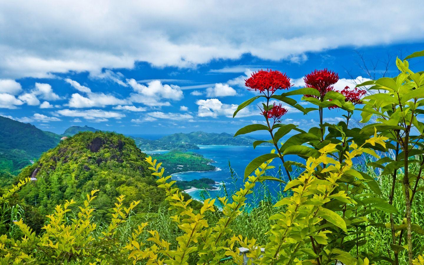 1440x900 Free download Flowers Border Tropical Flowers Wallpaper Tropical