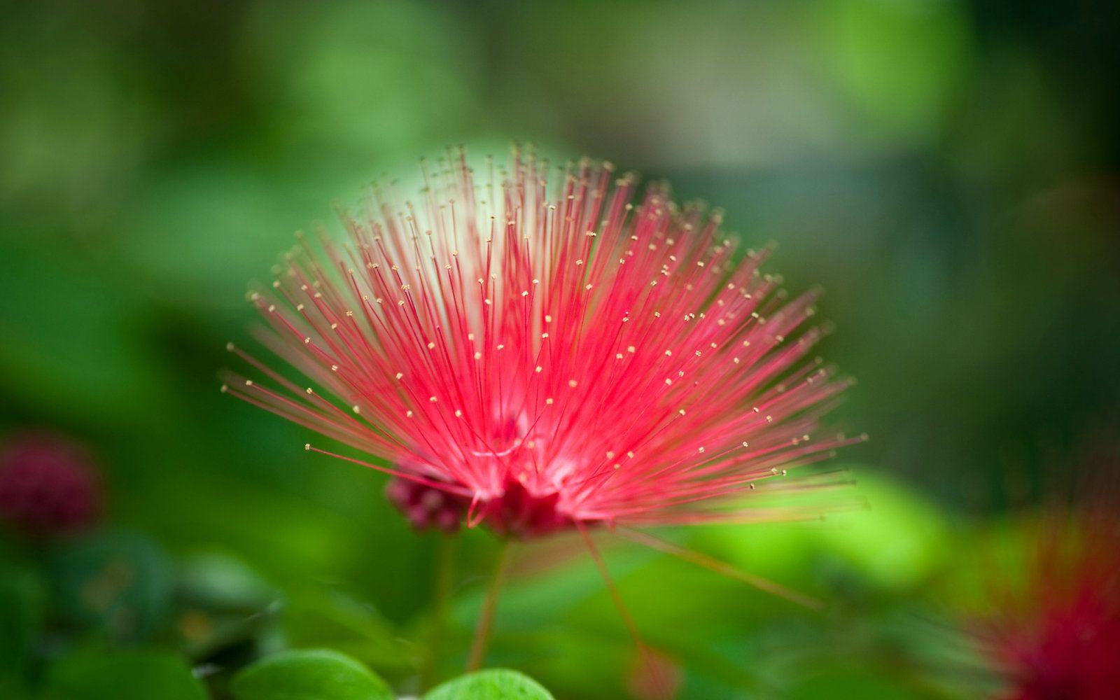 1600x1000 Most Beautiful Nature Wallpaper Flowers