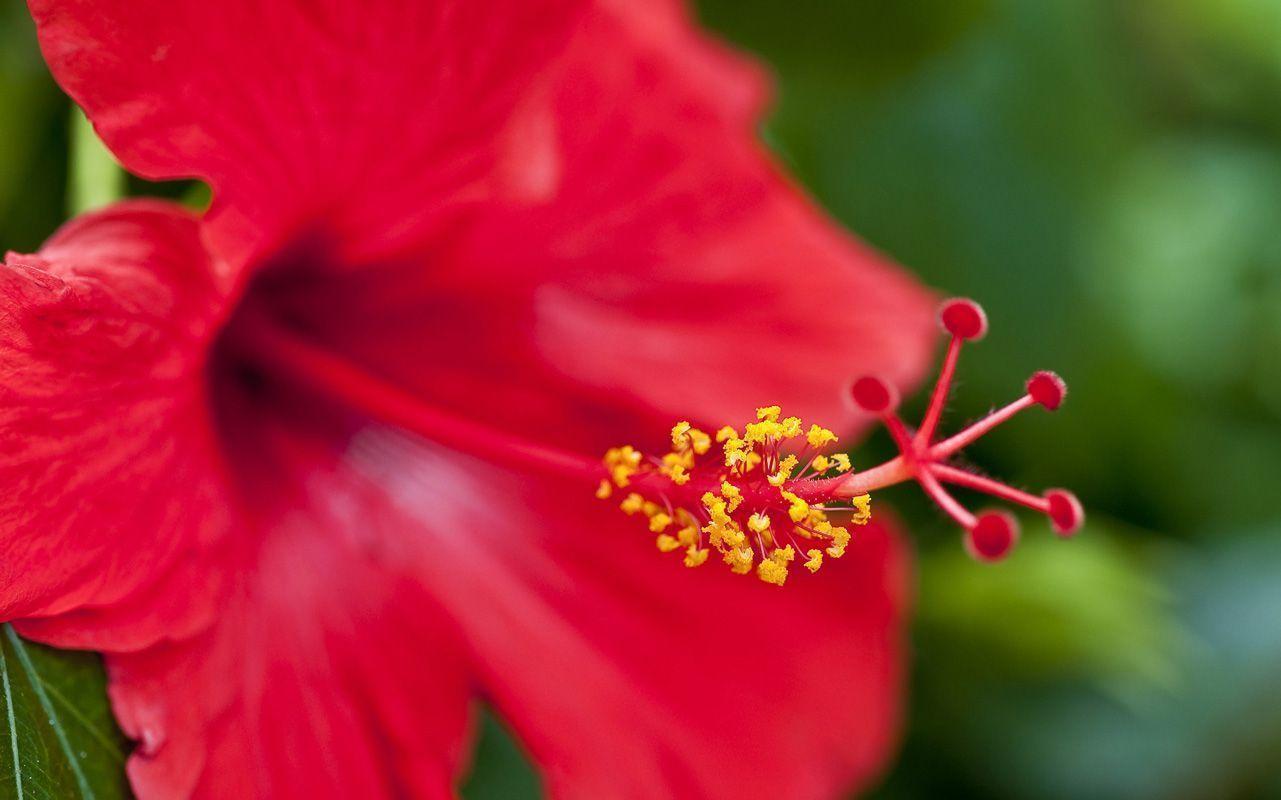 1281x800 Hawaiian Flower Wallpaper , Find HD Wallpaper For Free