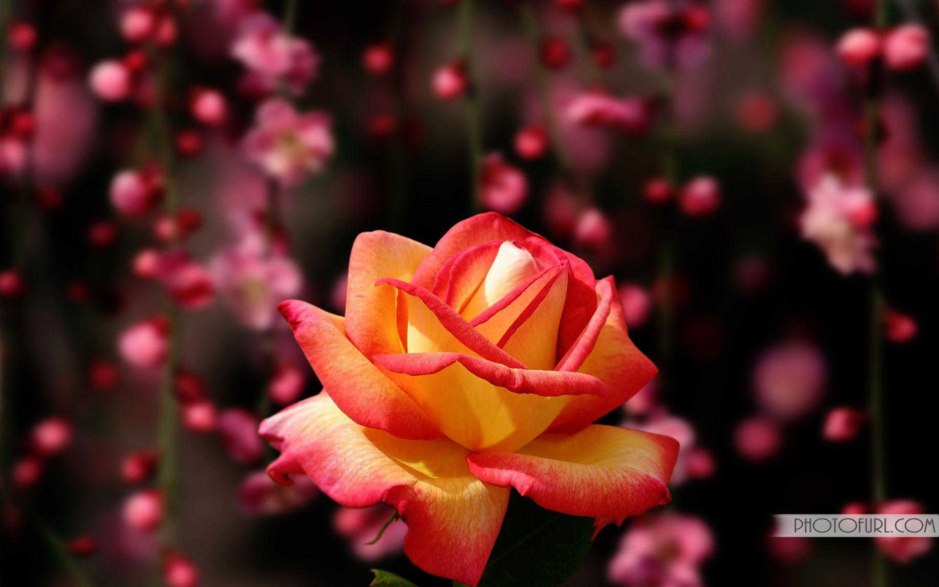 most beautiful pink roses wallpapers