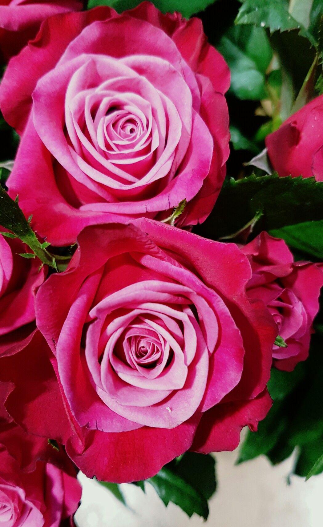 Most Beautiful Pink Flowers Wallpapers - Top Free Most Beautiful Pink ...