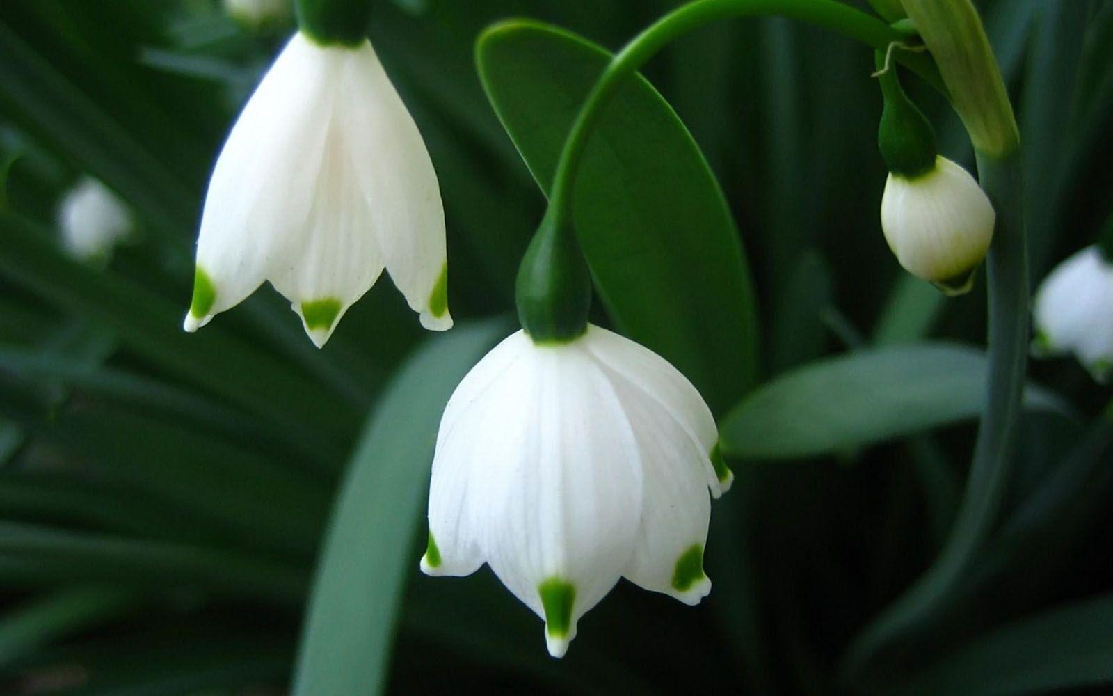 1600x1000 Beautiful Flower Wallpaper for your Desktop Mobile and Tablet