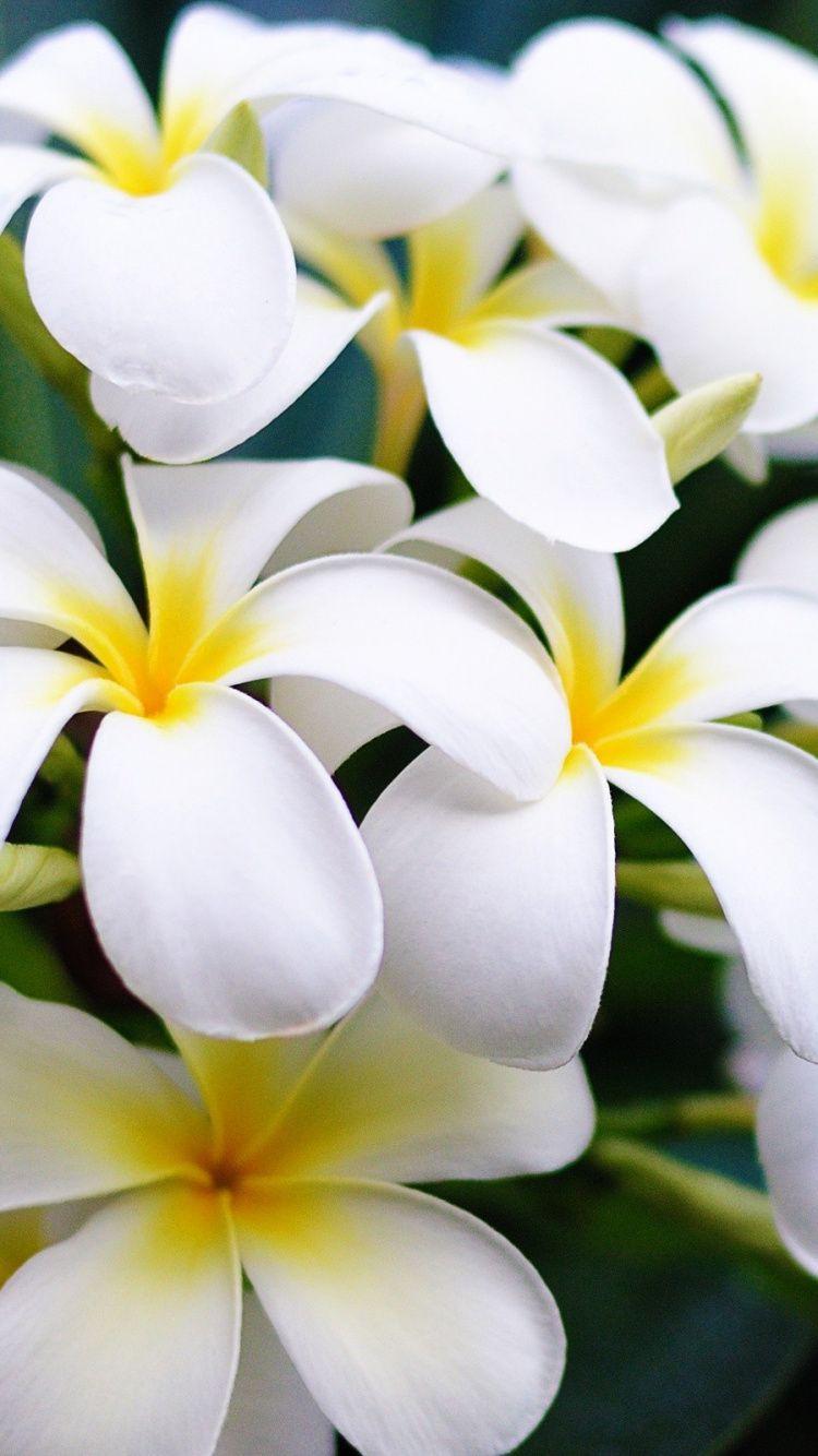 750x1334 Hawaiian, Hawaii Flower, Flora, Maui, White Wallpaper