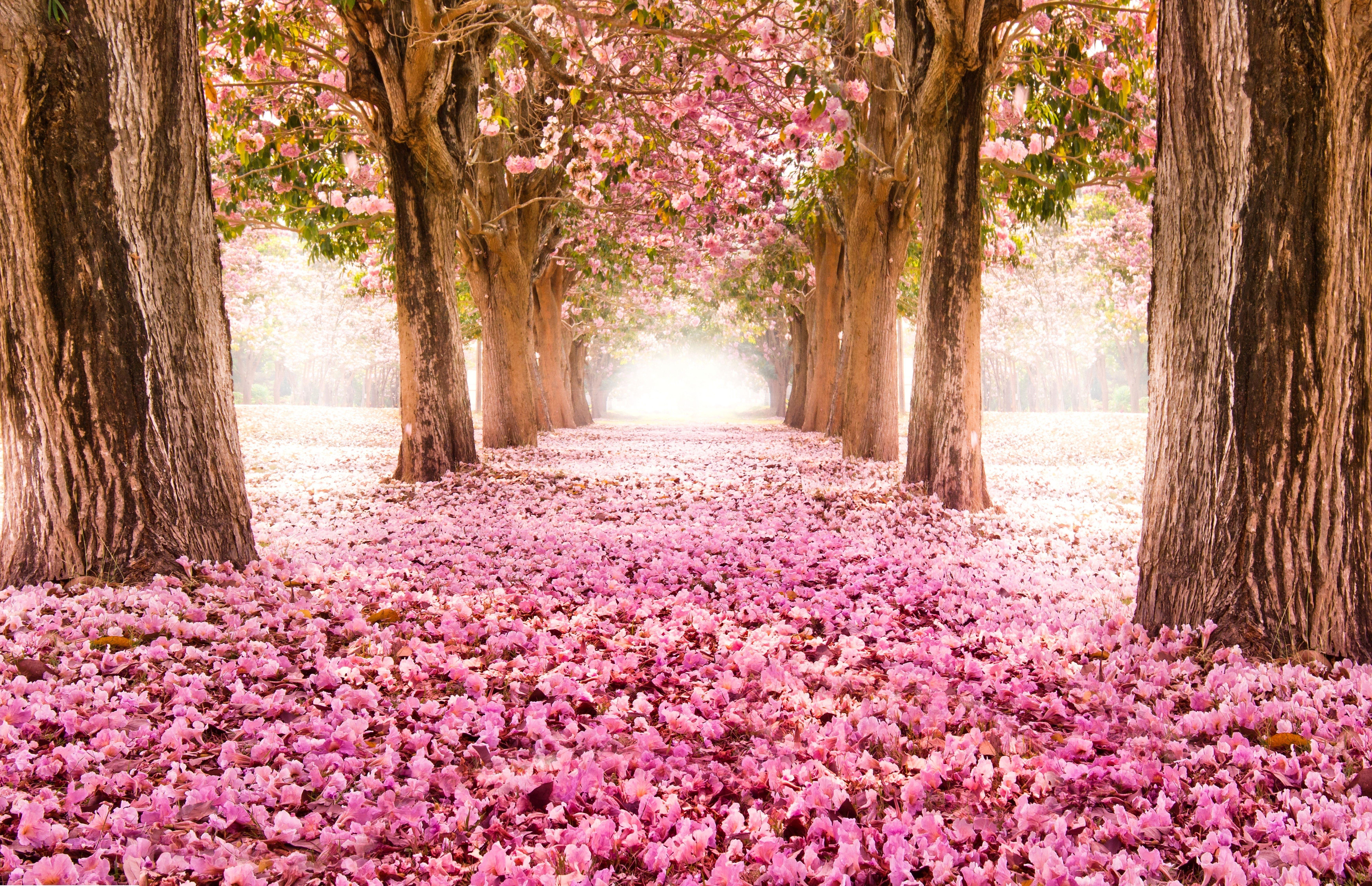 Scenic Spring Wallpapers - Top Free Scenic Spring Backgrounds -  WallpaperAccess