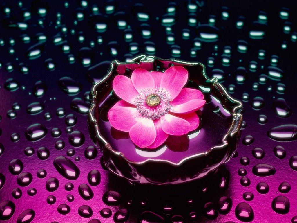 1024x768 Beautiful Free HD Flower Wallpaper