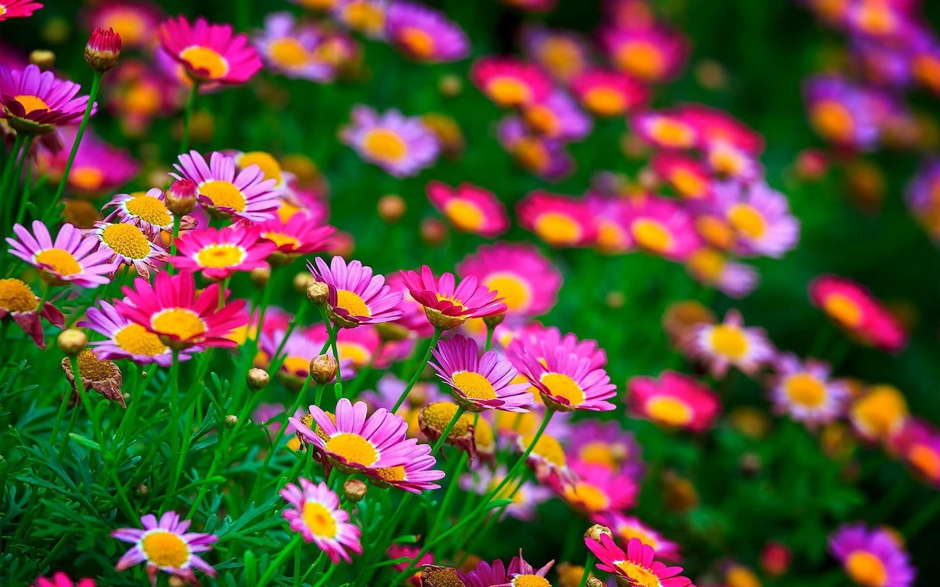 1920x1200 Beautiful Flowers Wallpaper (321)