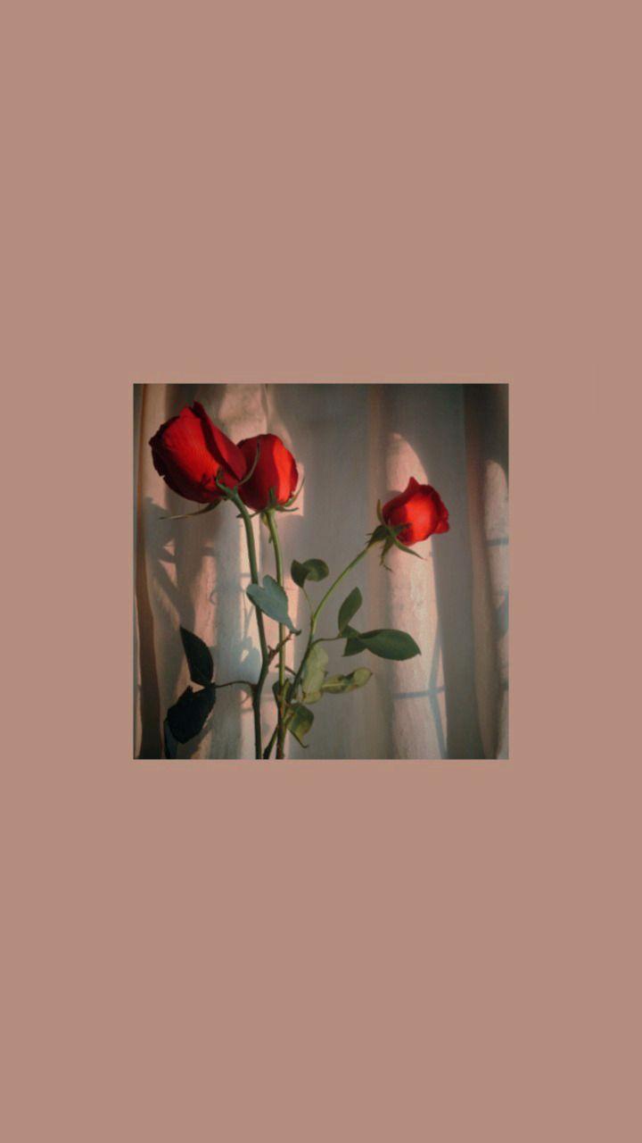 720x1280 flowers wallpaper
