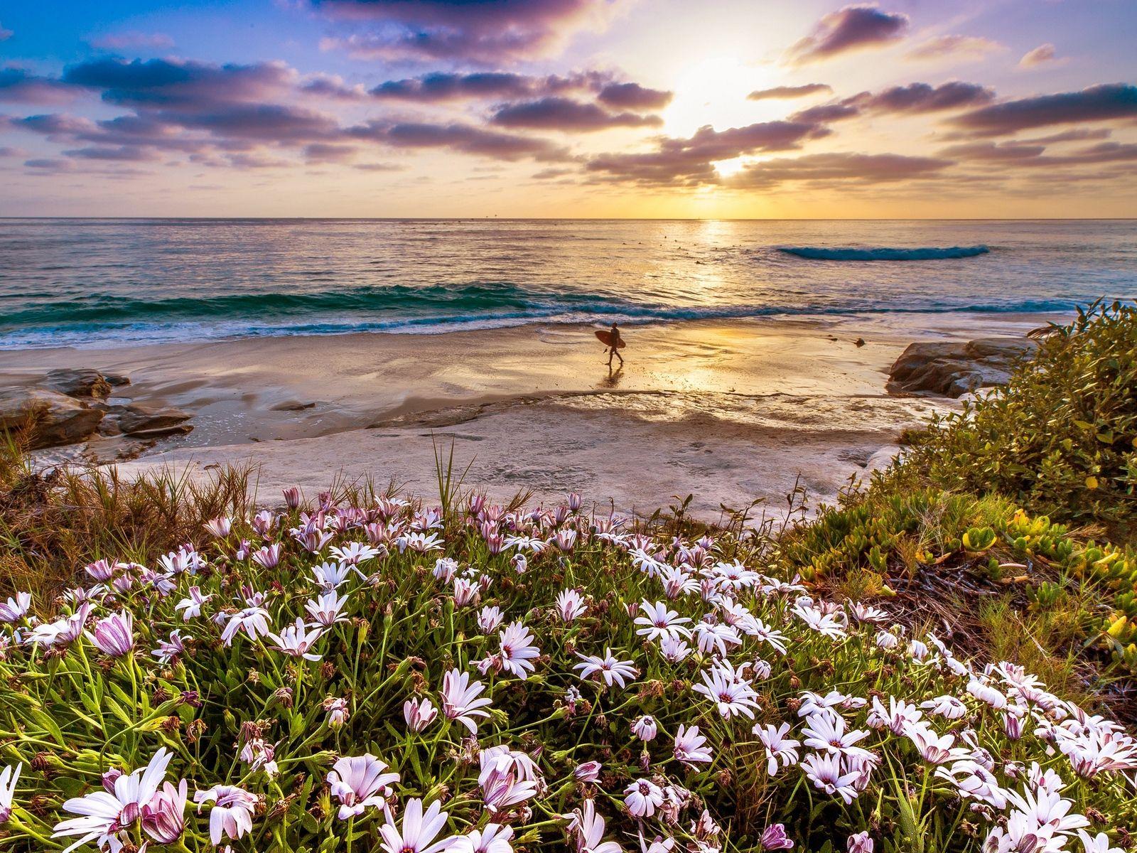 Ocean Flowers Wallpapers Top Free Ocean Flowers Backgrounds