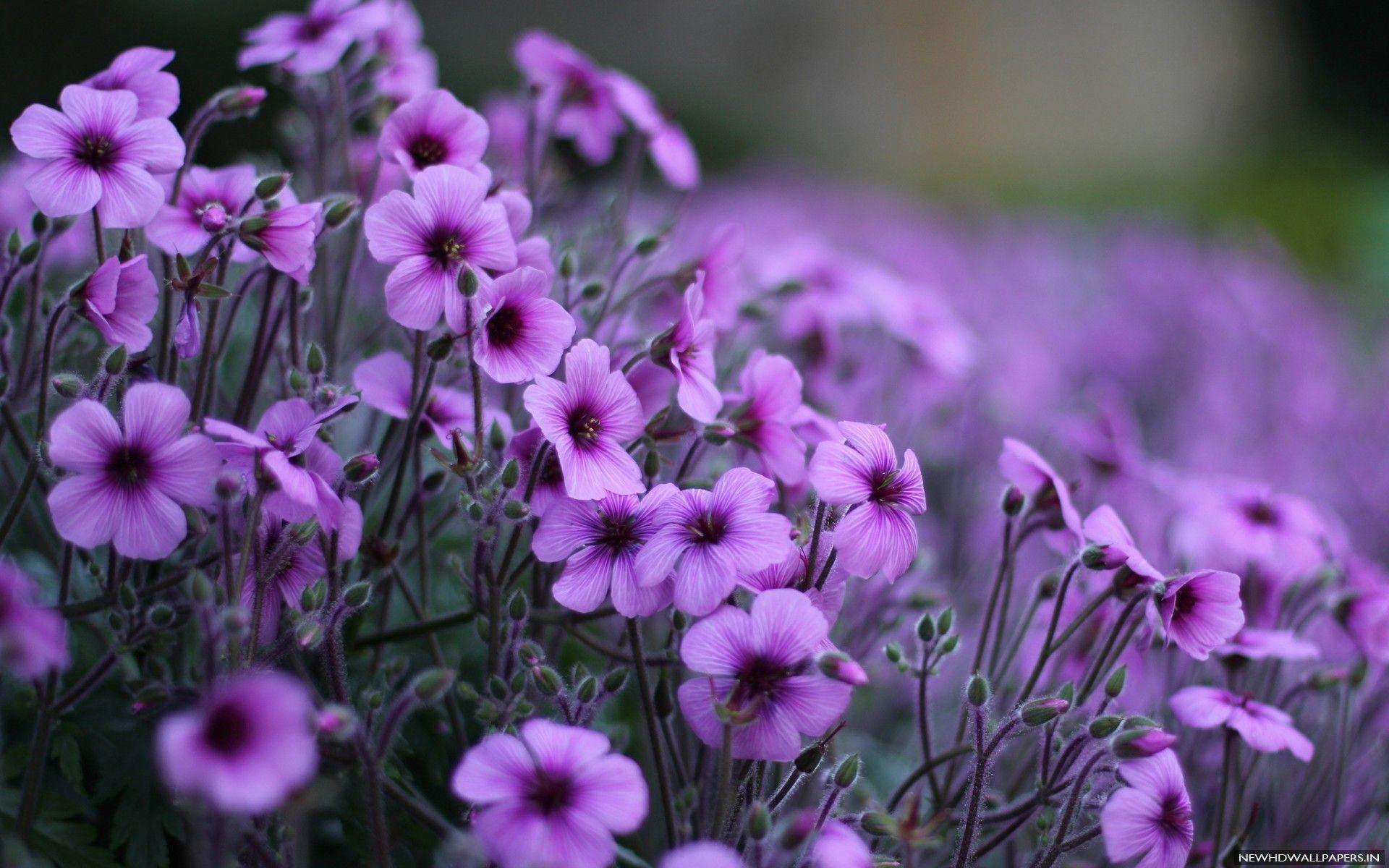 1920x1200 Most Beautiful Nature Wallpaper Flowers