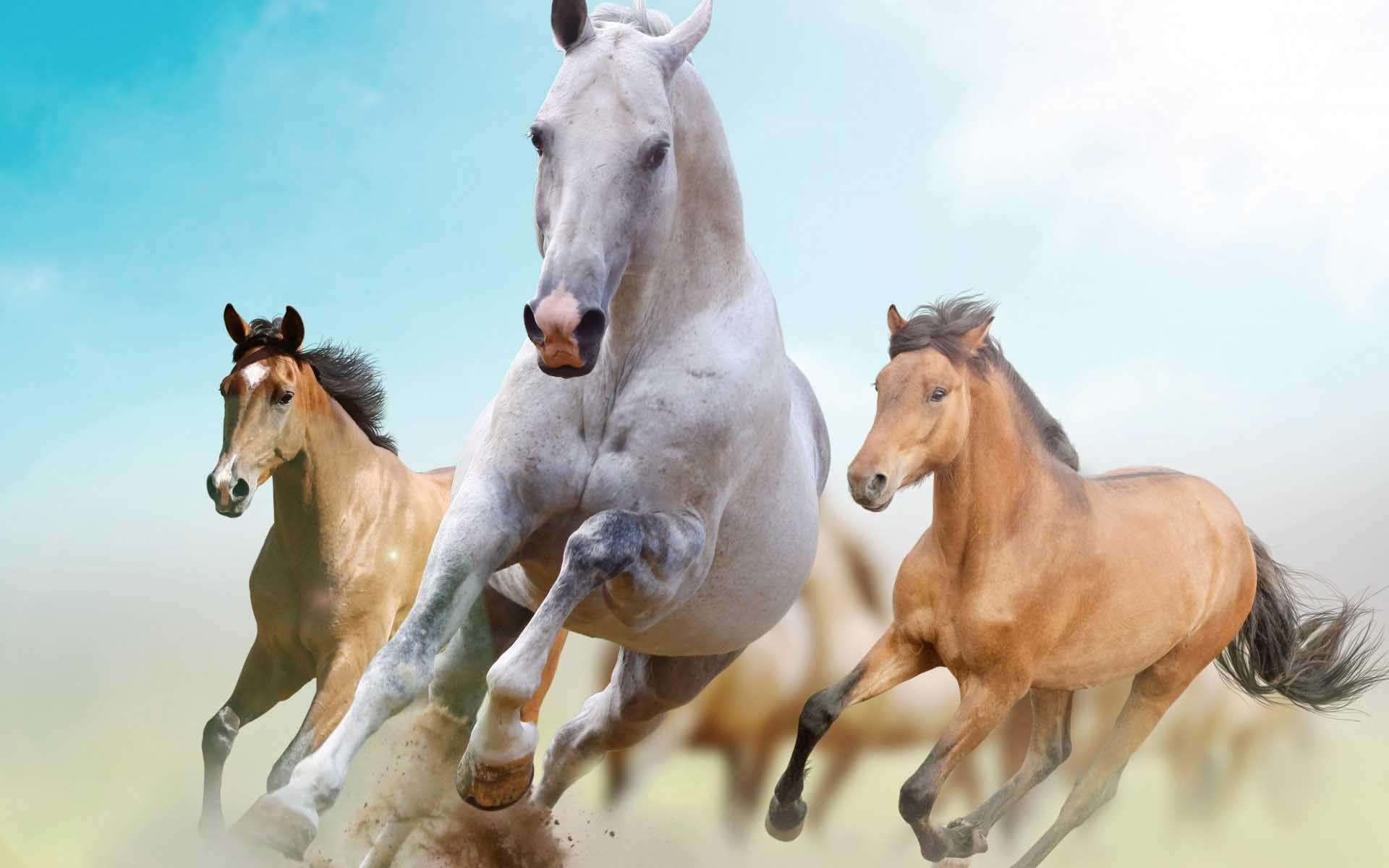 1920x1200 Most Beautiful Horse Wallpaper