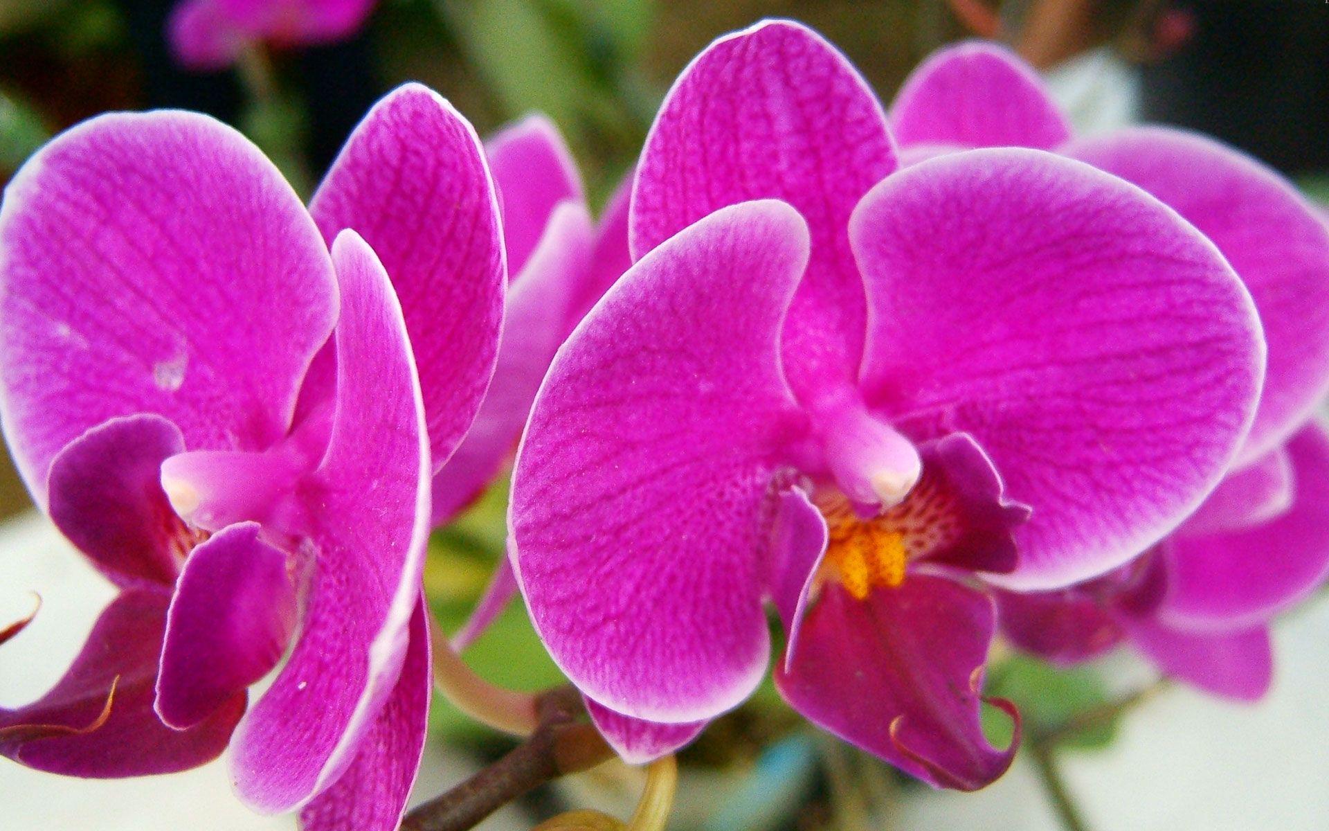 Most Beautiful Pink Flowers Wallpapers - Top Free Most Beautiful Pink ...