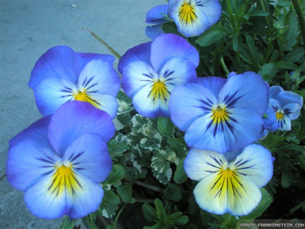 1024x768 Worlds Most Beautiful Flowers Wallpaper HD Wallpaper