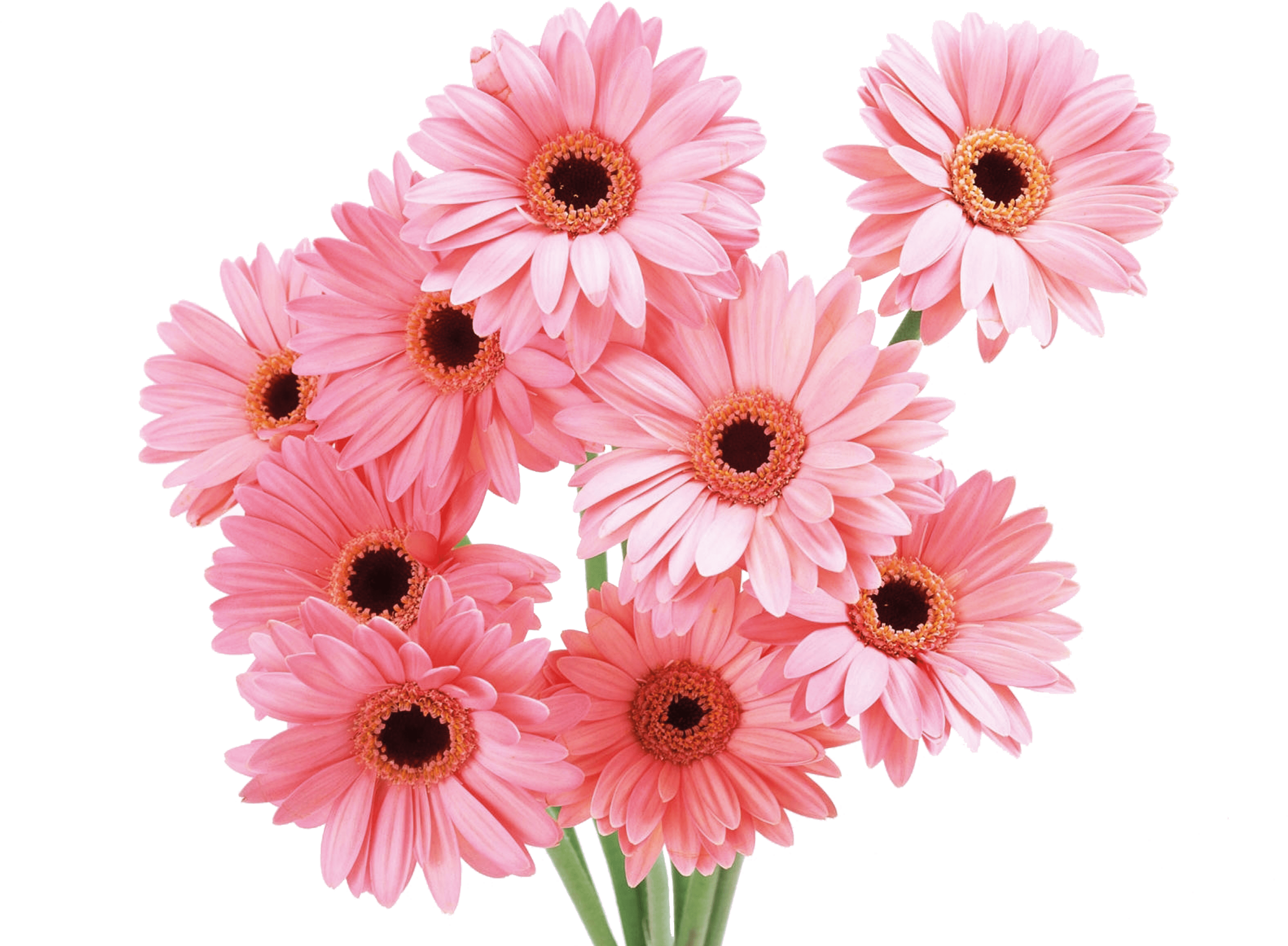 3451x2534 HD Transvaal Daisy Flower Rose Beautiful Flower