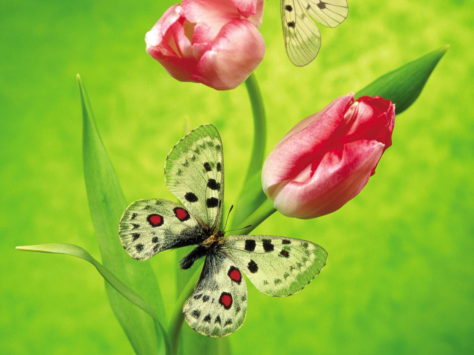 1600x1200 World Most Beautiful Flowers HD Wallpaper