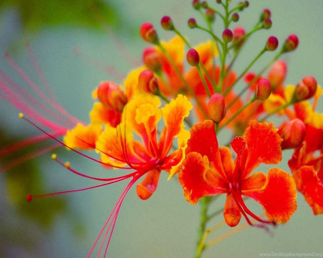 1280x1024 Exotic Flowers Wallpaper Desktop Background