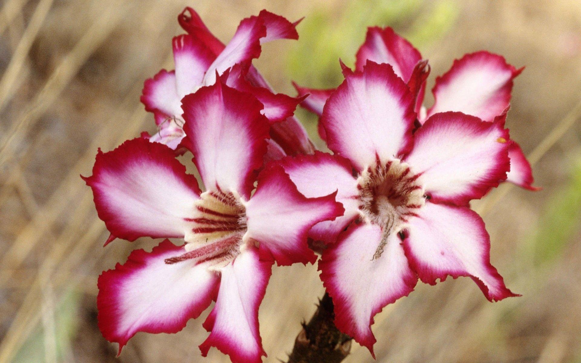 1920x1200 Exotic Flowers wallpaperx1200