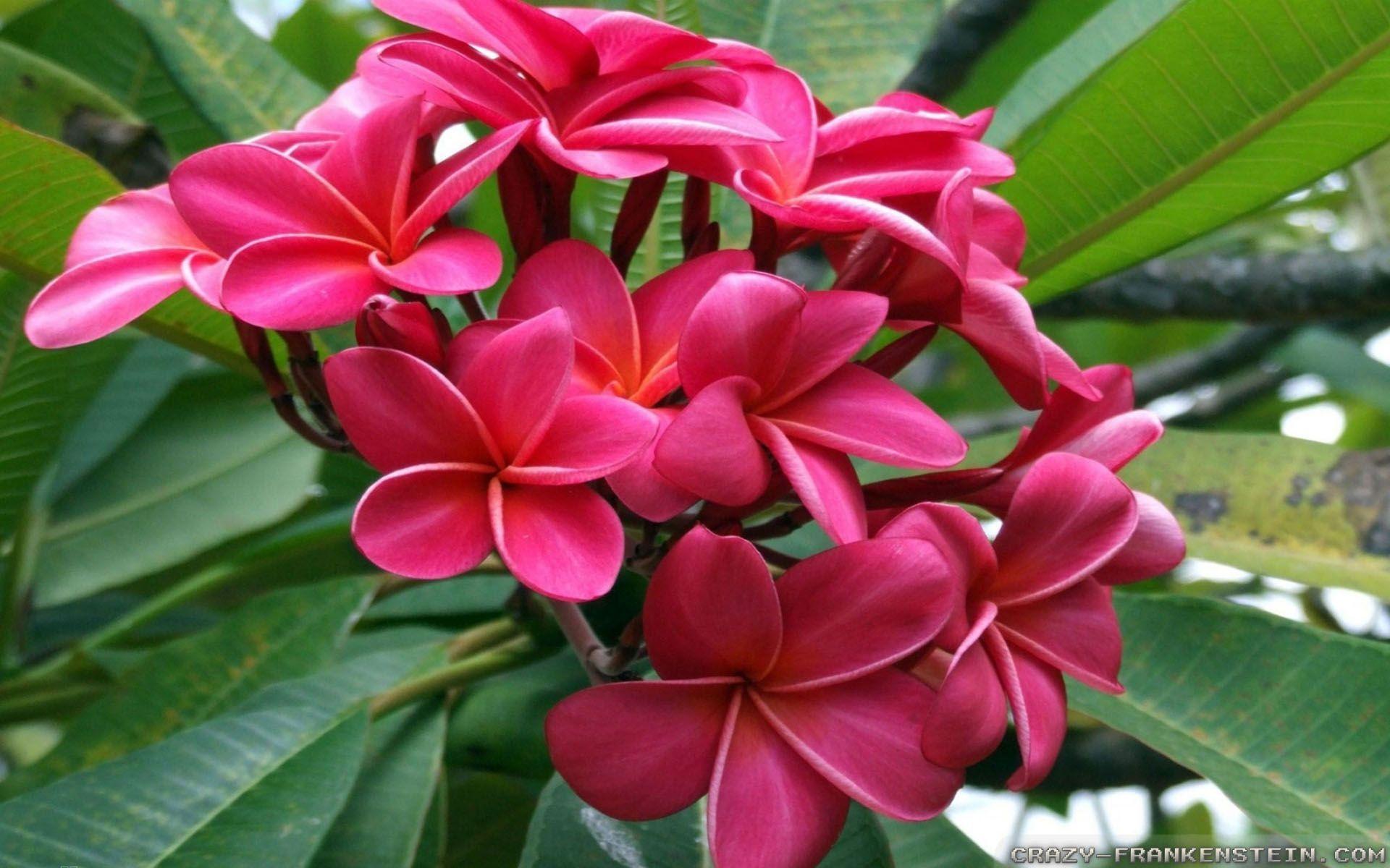 1920x1200 Tropical Flowers Wallpaper