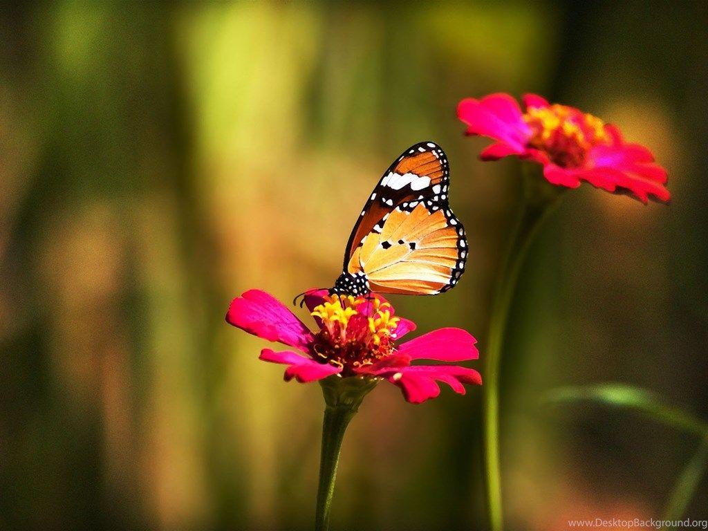 1024x768 The Most Beautiful Amazing Flowers HD Wallpaper Birthday