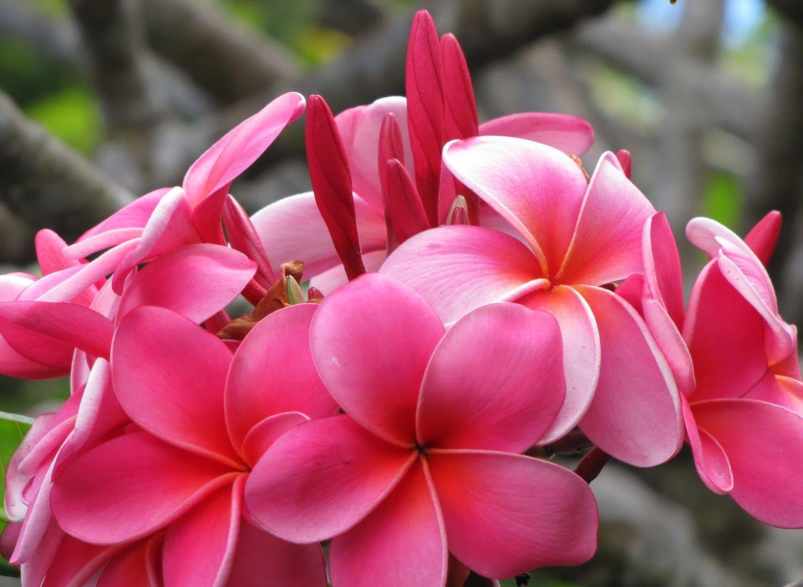 1600x1171 World's Beautiful Flowers Image Wallpaper Photo