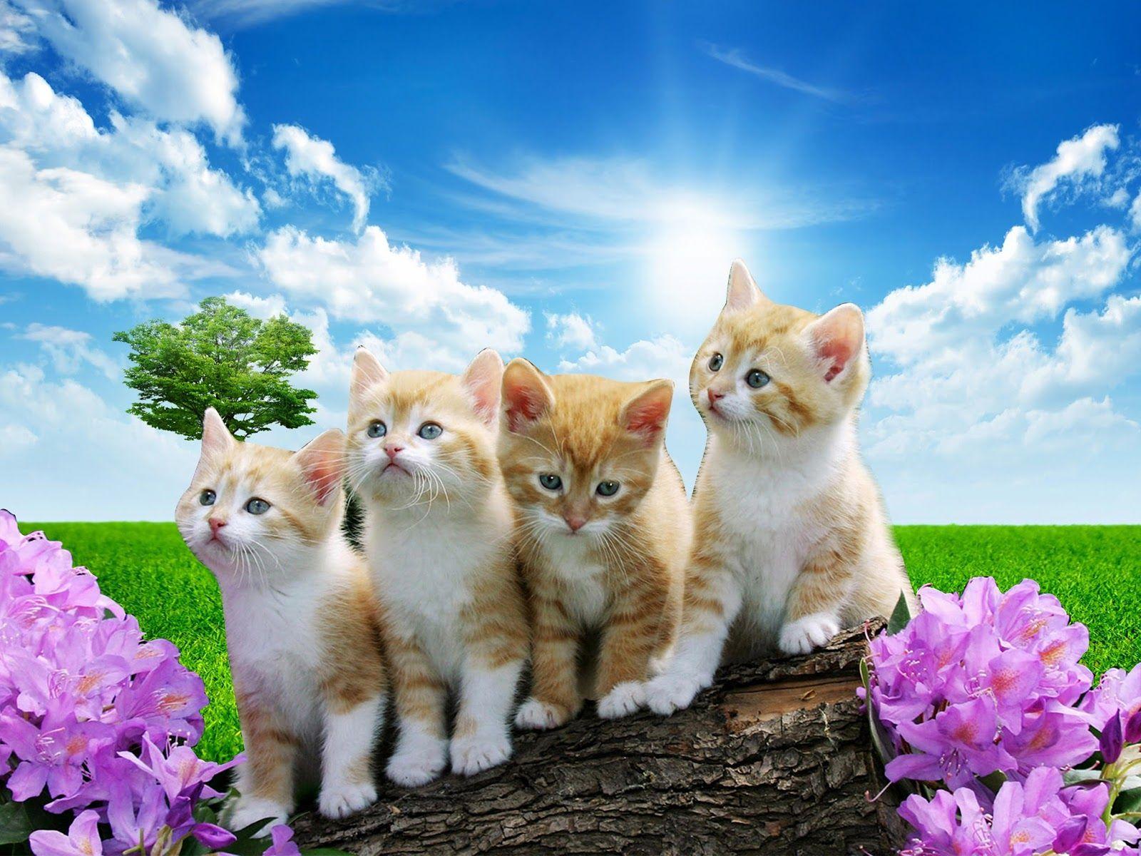 Pet Animals Wallpapers Free Download - Cat Pictures Cute Kittens : 200 ...