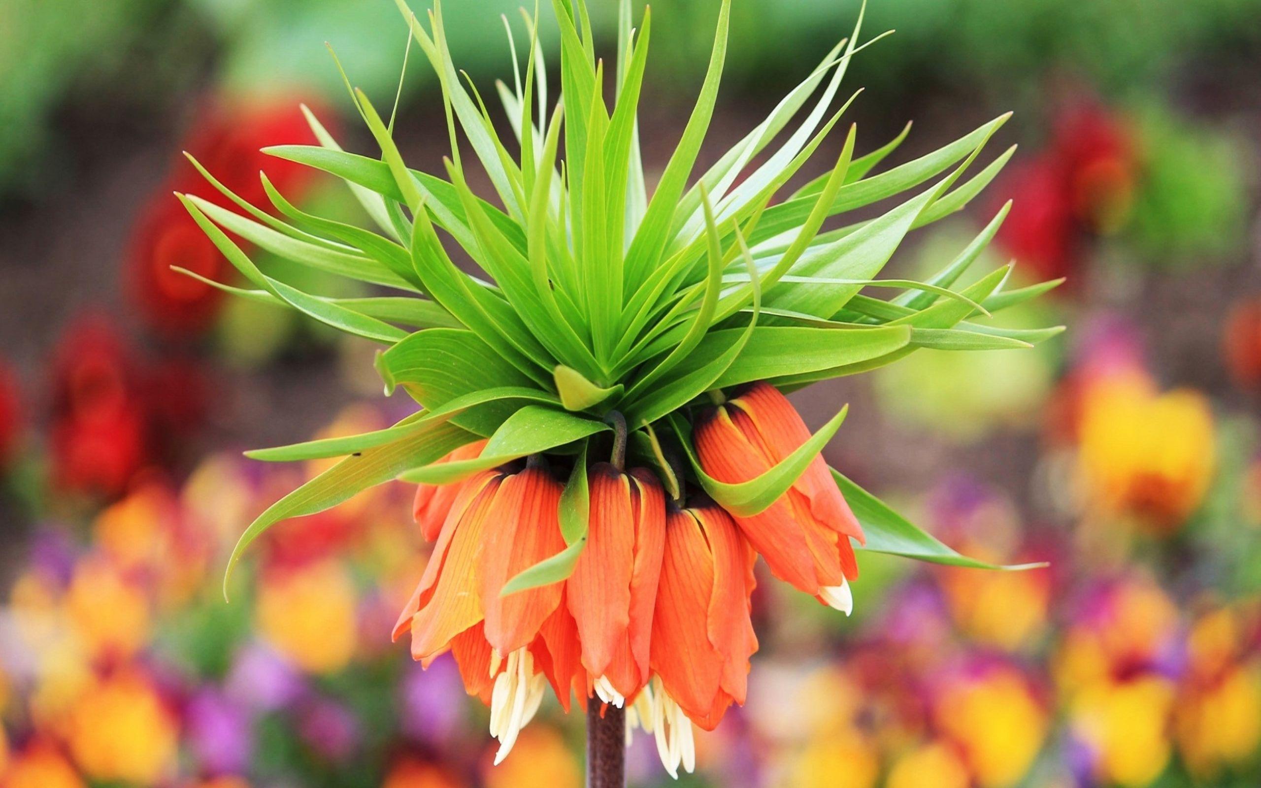 2560x1600 Exotic Flowers HD Image