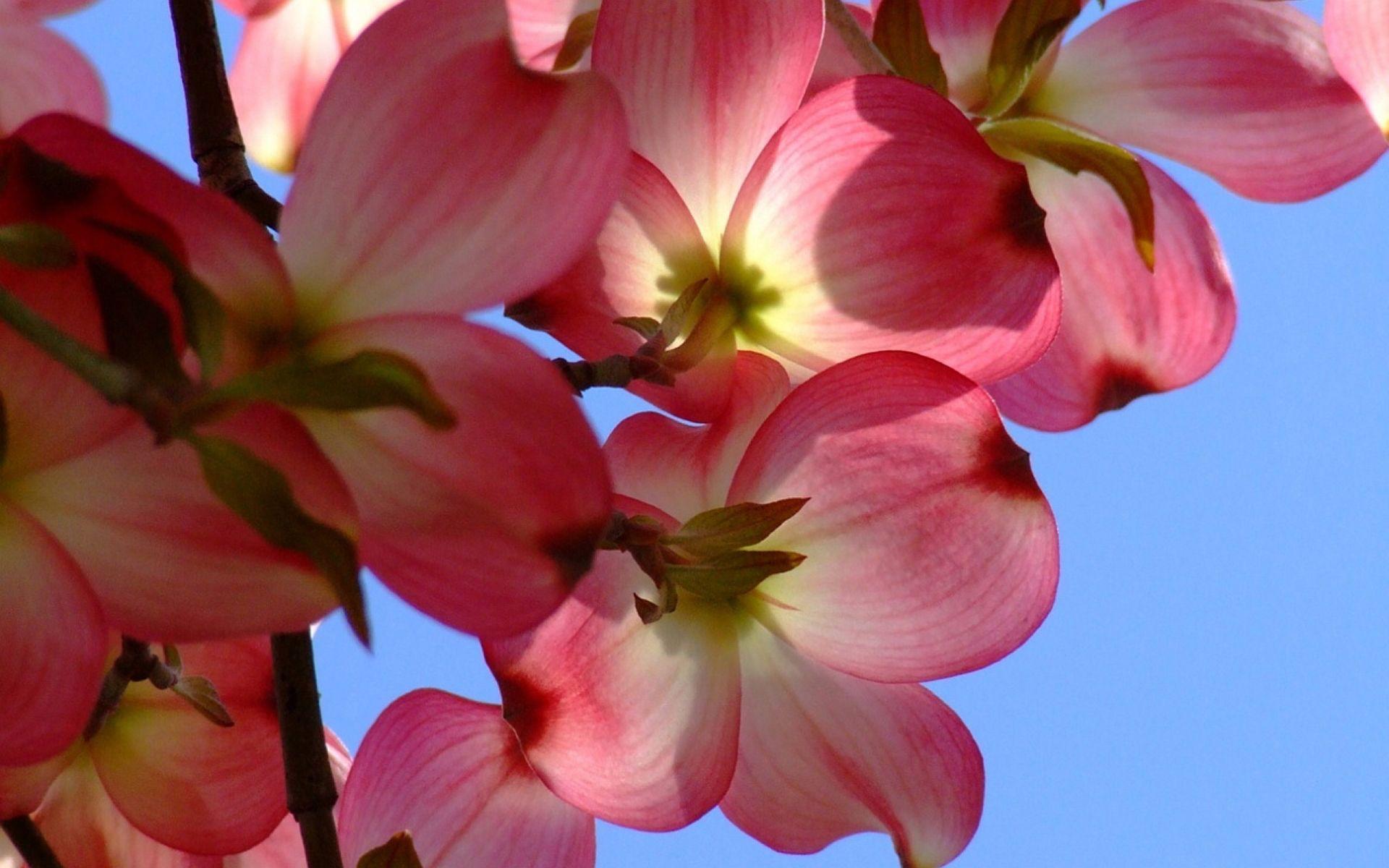 1920x1200 Exotic Flowers. Tropical flowers Wallpaper Picture Photo