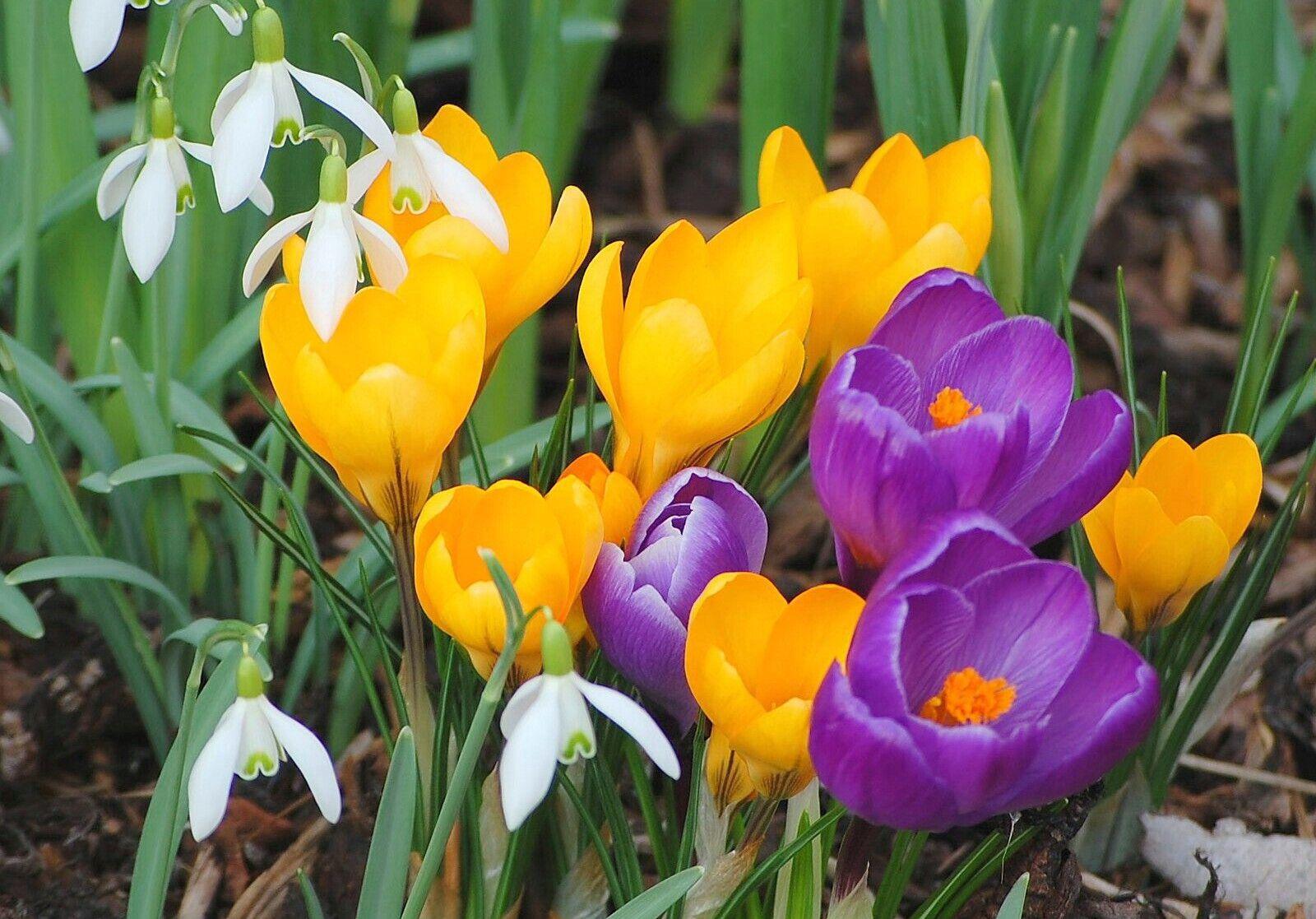 1600x1117 Spring Flowers Wallpaper HD Picture One HD Wallpaper