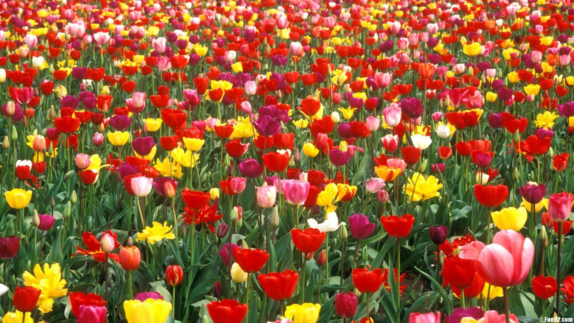 1920x1080 Beautiful Flower Garden Wallpaper Crazy Frankenstein