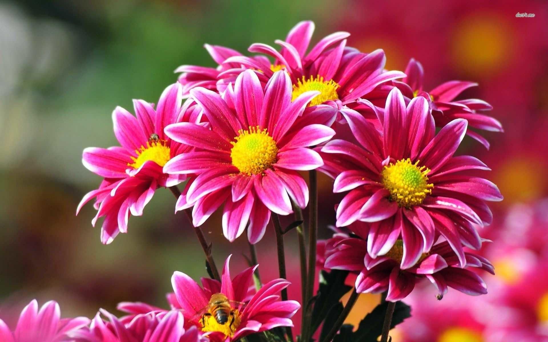 Most Beautiful Pink Flowers Wallpapers - Top Free Most Beautiful Pink ...