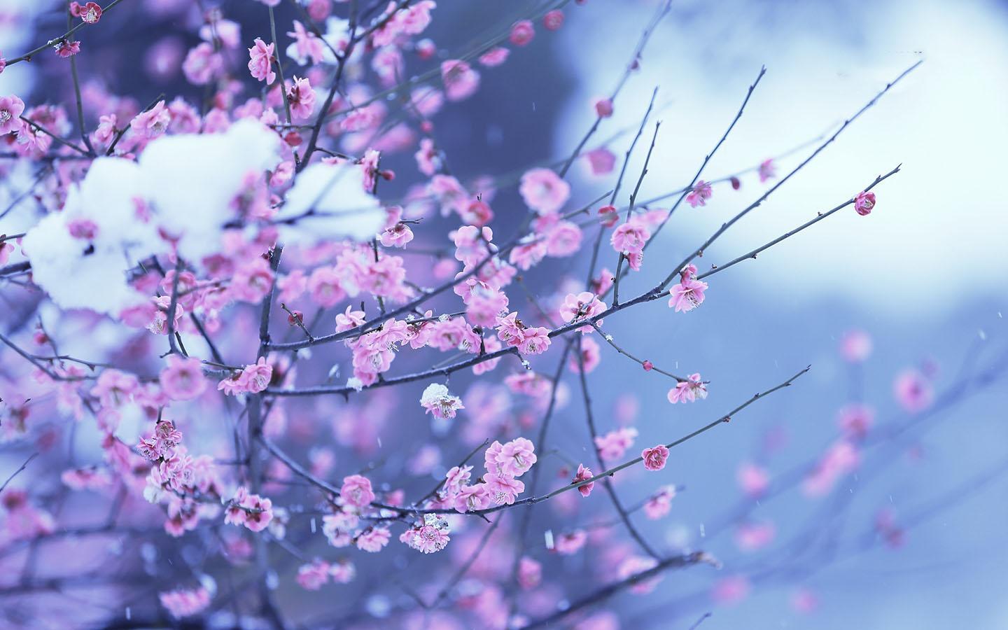 1440x900 Beautiful Spring Flowers Wallpaper 12 1440 X 900 Nooz