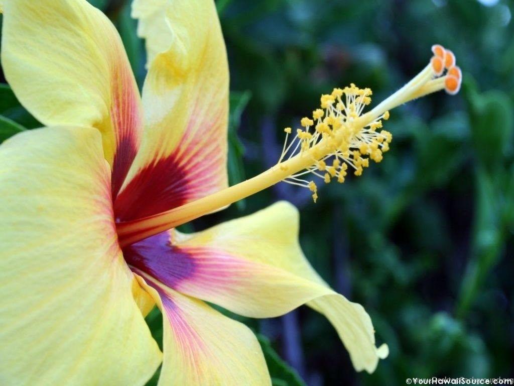 1024x768 Hawaii Flowers Picture HD Wallpaper Lovely Desktop Background