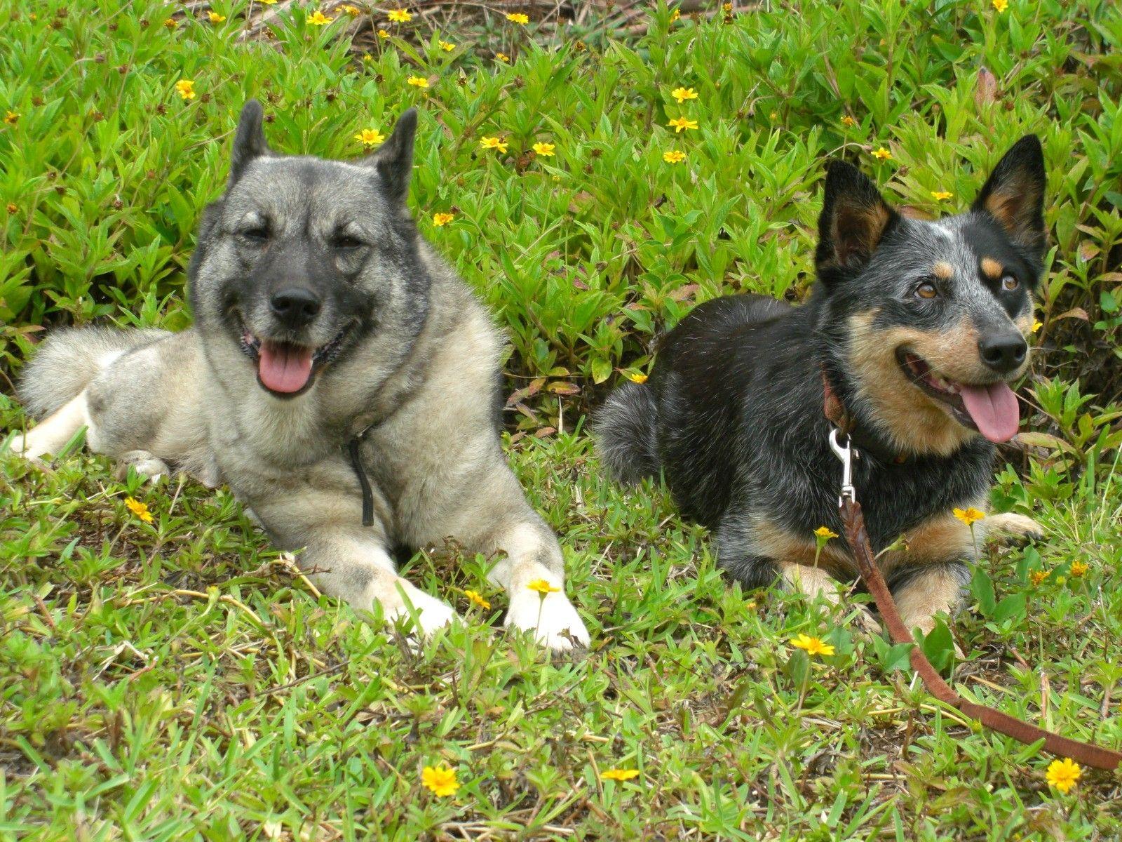 1600x1200 Most, Beautiful, Norwegian, Dog, HD, Desktop, Wallpaper, Of
