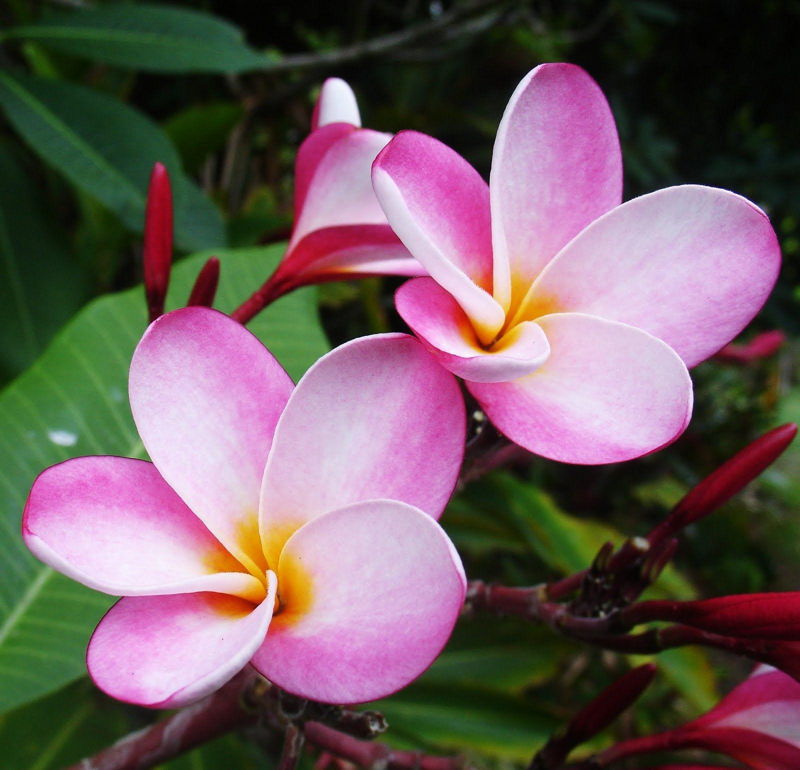 Hawaiian Flowers Wallpapers - Top Free Hawaiian Flowers Backgrounds ...